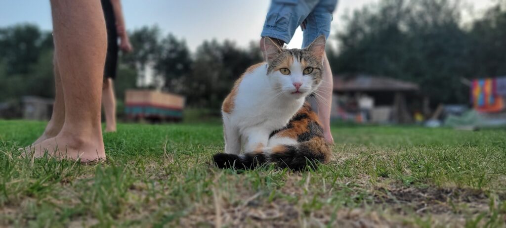 camp cat